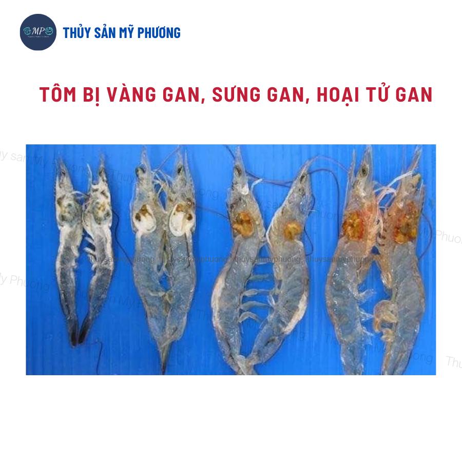 Philoxim 99% nhãn phun ks gan sưng vàng mờ đường ruột lò xo phân trắng ehp tấp mé ăn yếu cho tôm thẻ cá lươn ếch ốc baba