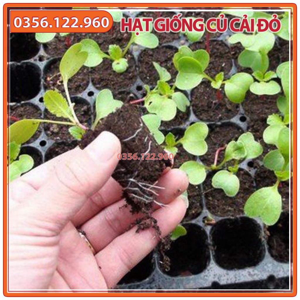 Hạt giống củ cải đỏ tròn F1 - gói 5g - dễ trồng, dễ chăm sóc, năng suất cao