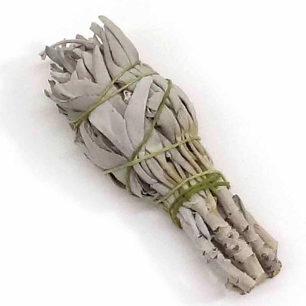 {Bó dùng thử} Xô Thơm Trắng Thanh Tẩy [ White Sage