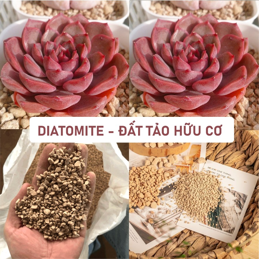 Đất trồng sen đá, xương rồng, bonsai Diatomite 3-6mm - dùng rải mặt chậu, phối trộn, cải tạo đất, đuổi sâu mọt, côn trùng