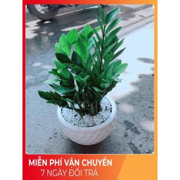 Chậu Kim Tiền