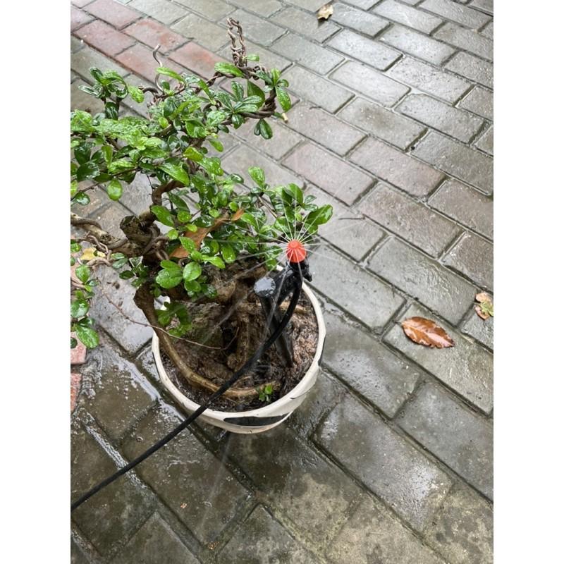 Đầu tưới phun mưa xoè 18 tia