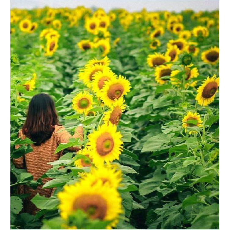 Hạt giống hoa hướng dương cao vàng 120cm - 1 gói 30 hạt