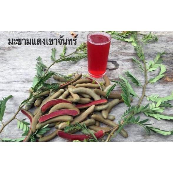 Cây Me Đỏ Thái Lan.. 6 tháng cây cho trái