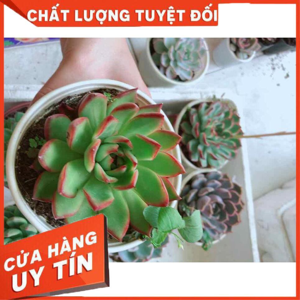Sen đá viền đỏ Nhiều Người Mua