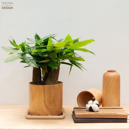 Chậu cây Kim ngân 3 thân thanh lọc không khí, sinh tài lộc giữ của cải, hợp với người mệnh Mộc và mệnh Hoả | THE FISH SIZE L | The Fish Design