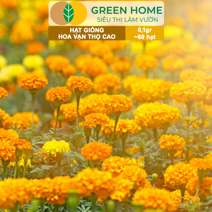 Hạt Giống Hoa Vạn Thọ Cao Nhiều Màu GreenHome, Gói 0,1g~60 hạt, Dễ Trồng Quanh Năm, Hoa To H20