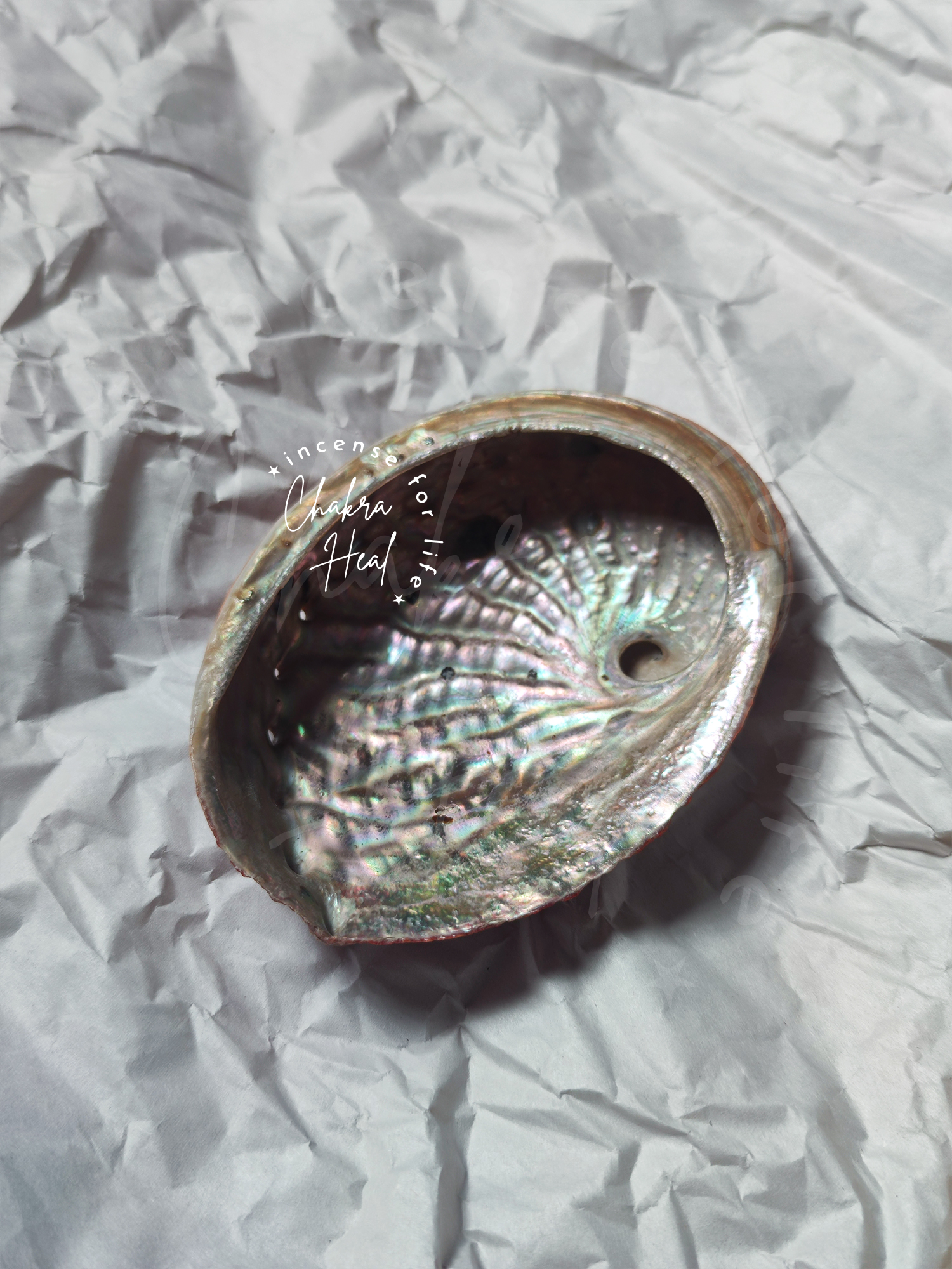 Vỏ Ốc Bào Ngư Nhật - Pink Abalone Shell l Chakra Heal Incense