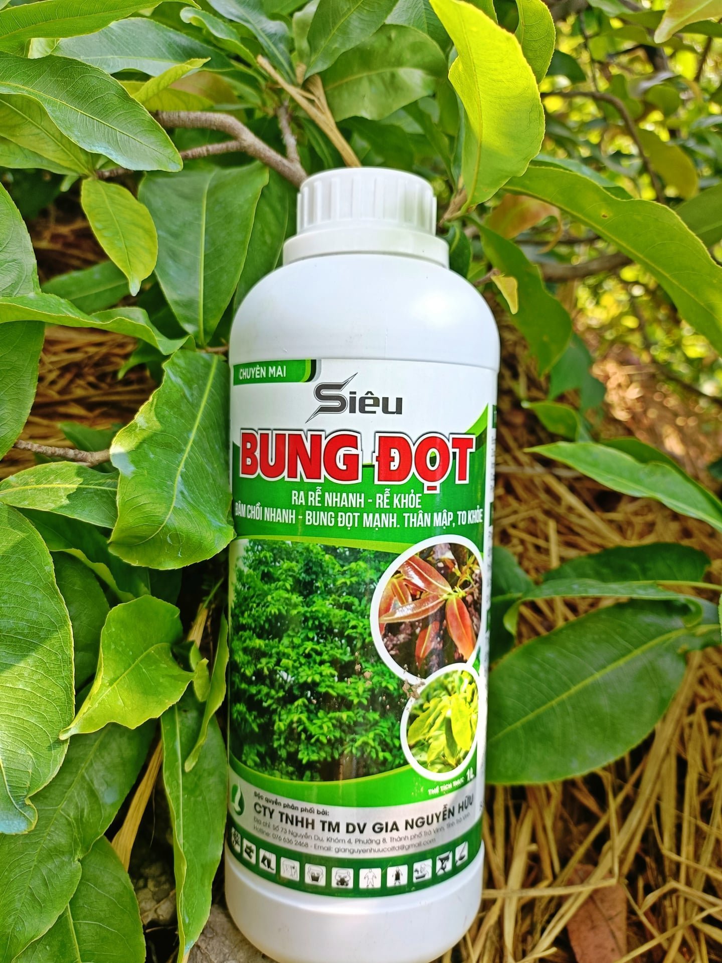 ̂ - Bật chồi, bung đọt - Sạch b ệnh, khỏe cây - Không lo sâu h ạ i
