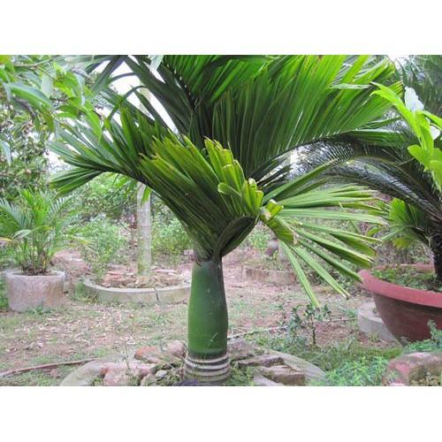 CÂY GIỐNG CÂU LÙN SIÊU QUẢ- CAM KÊT GIỐNG CHUẨN F1