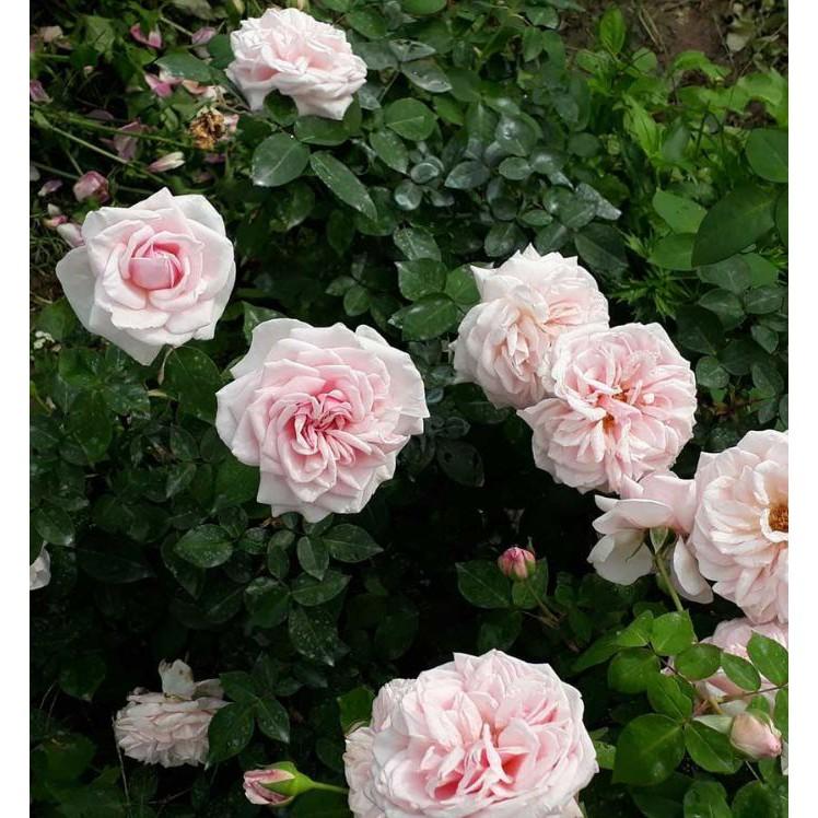 Hạt giống hoa hồng vân khôi 20 hạt/gói