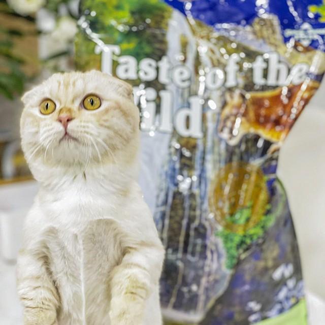 Thức Ăn Cho Mèo Tai Cụp - Taste Of The Wild Bao 500g - Thức Ăn Cho Mèo, Vị Nai Nướng, Cá Hồi Xông Khói, Trái Cây, Rau Cu