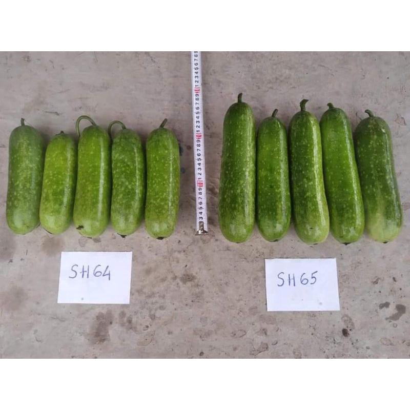 Hạt giống bí đao lai SH64 Sen Hồng 2g