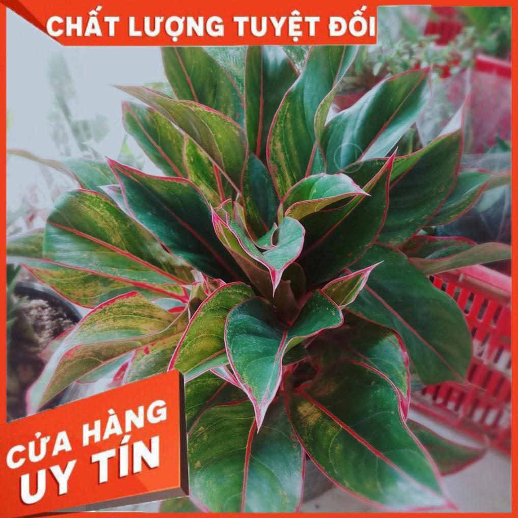 Cây Phú Quý Nhiều Người Mua