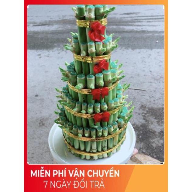 Cây Trúc Phát Tài Kèm Dĩa