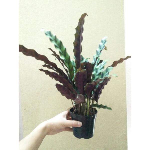 CHẬU ĐUÔI CÔNG LÁ DÀI, CÂY PHONG THỦY MANG LẠI TÀI LỘC CHO GIA CHỦ