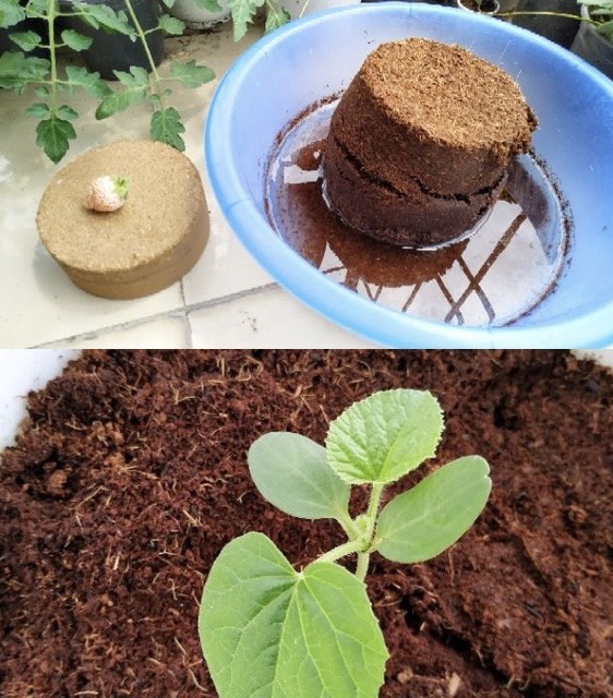 Giá thể trộn đất mụn dừa dạng nén viên 450gr