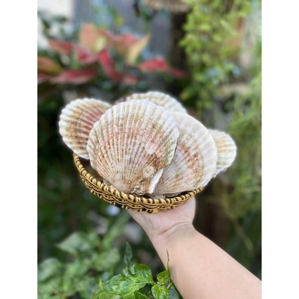 Sò điệp Nhật lớn nguyên con nướng phô mai mỡ hành - 1kg