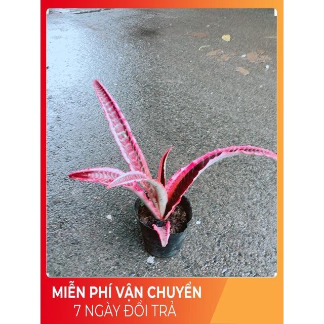 Cây Dứa Đuôi Phụng