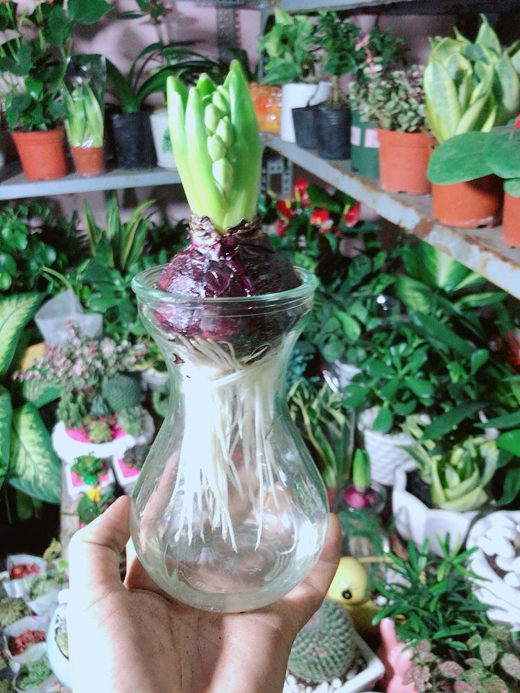 Củ Ông Tiên Trồng Thuỷ Sinh