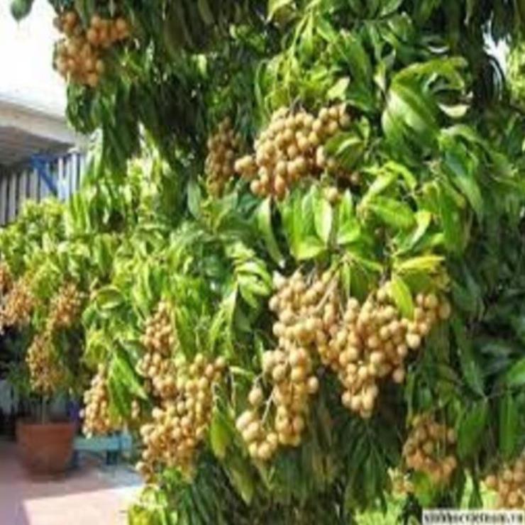 Cây giống nhãn lồng sớm cây giống chuẩn cho năng suất cao