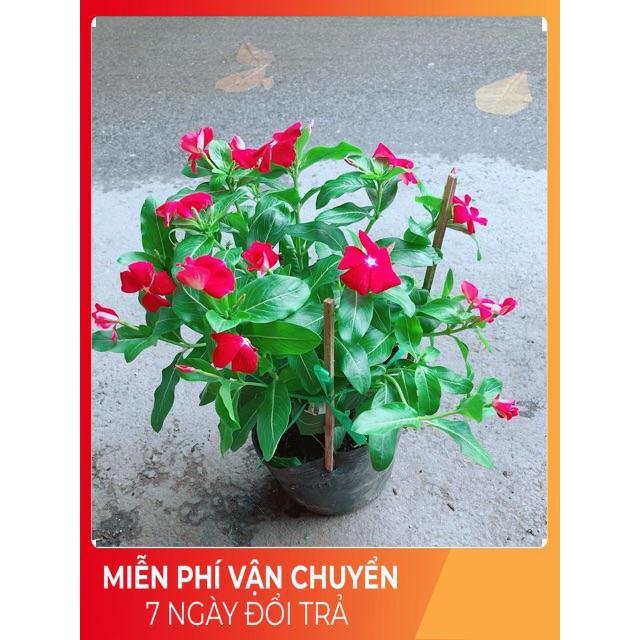 Hoa Dừa Cạn Màu Đỏ