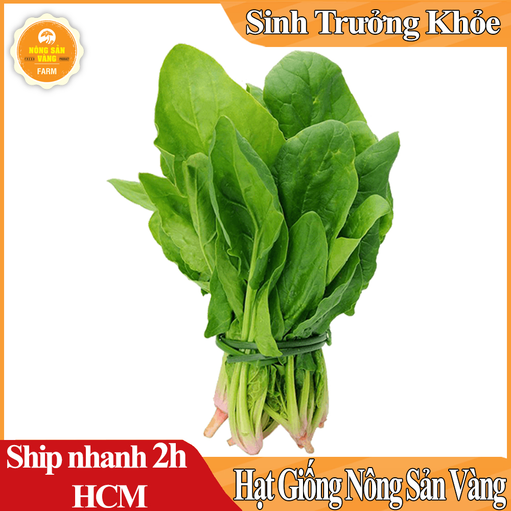 Hạt giống Cải Bó Xôi Chịu Nhiệt, Dễ Trồng Được Nhiều Người Ưa Chuộng - Nông Sản Vàng