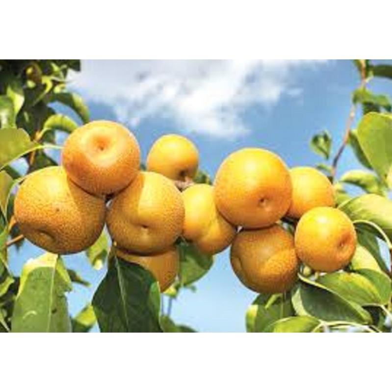 CÂY GIỐNG Cây Lê VÀNG ĐÀI LOAN SIÊU QUẢ SIÊU KINH TẾ-CAM KẾT GIỐNG CHUẨN F1 + Tặng 01 cây dâu da đất