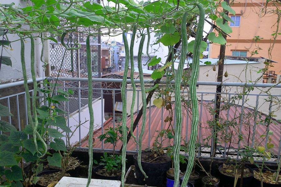 01 Gói hạt Giống Mướp Nhật - Nảy Mầm Cực Chuẩn