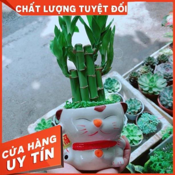 Chậu Trúc Phát Tài Mèo May Mắn