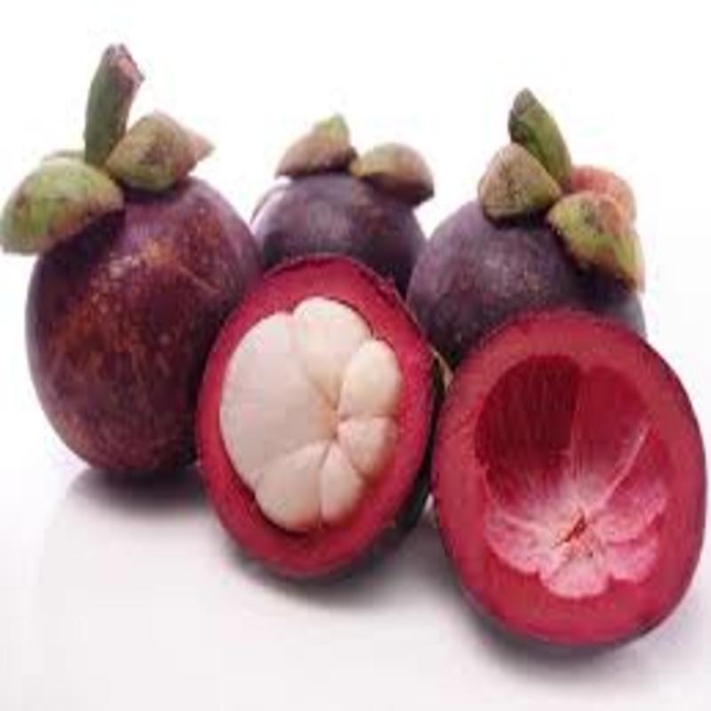 CÂY GIỐNG MĂNG CỤT NHIỆT ĐỚI