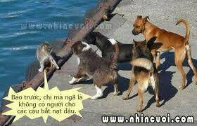 hình ảnh hài hước new chapter 4 8