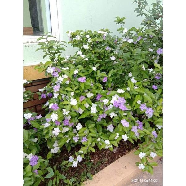 CÂY HOA NHÀI NHẬT BỤI TO
