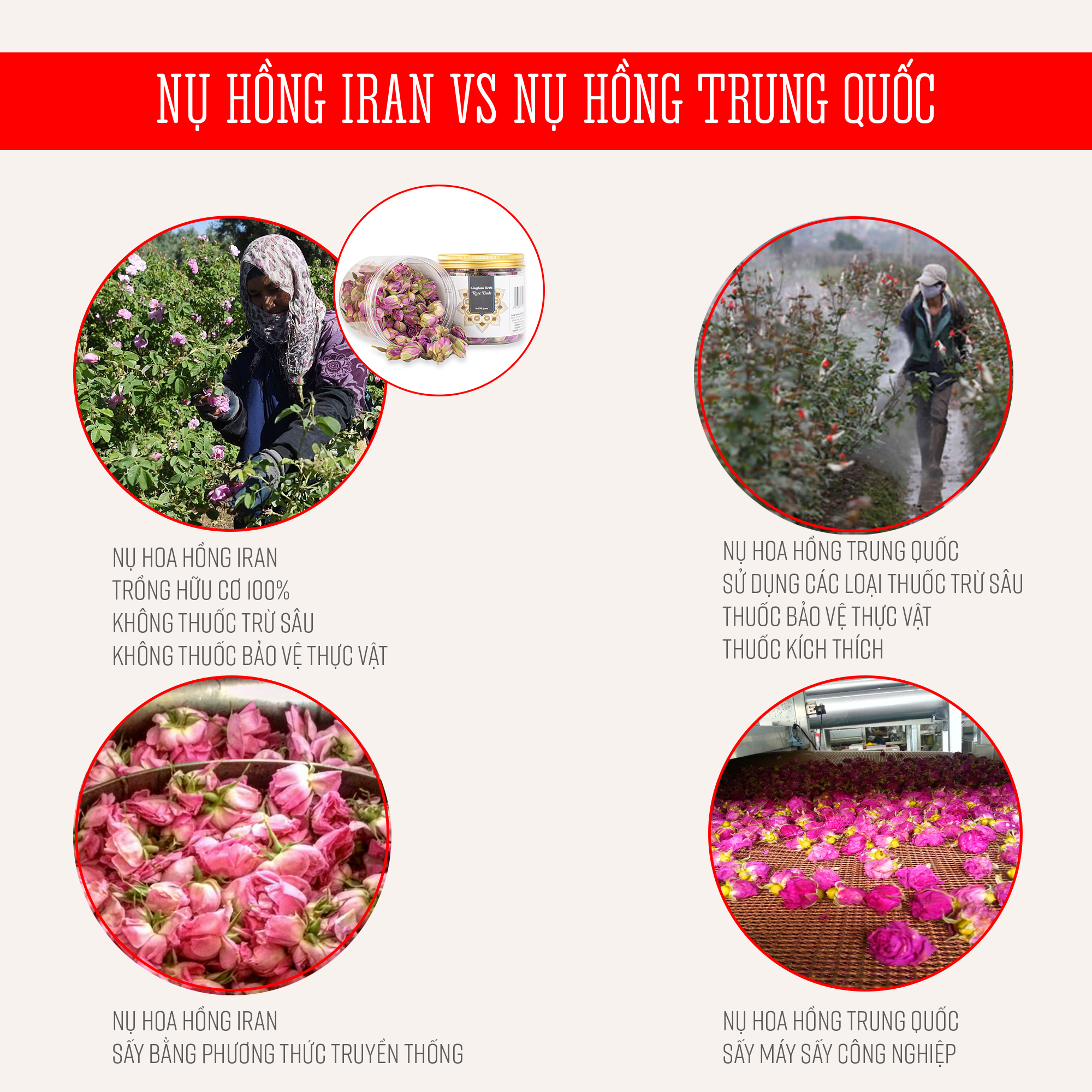 Trà hoa hồng khô Kingdom Iran chính hãng hộp 3 gram, nụ hoa hồng khô thượng hạng (tặng bình nước thủy tinh)