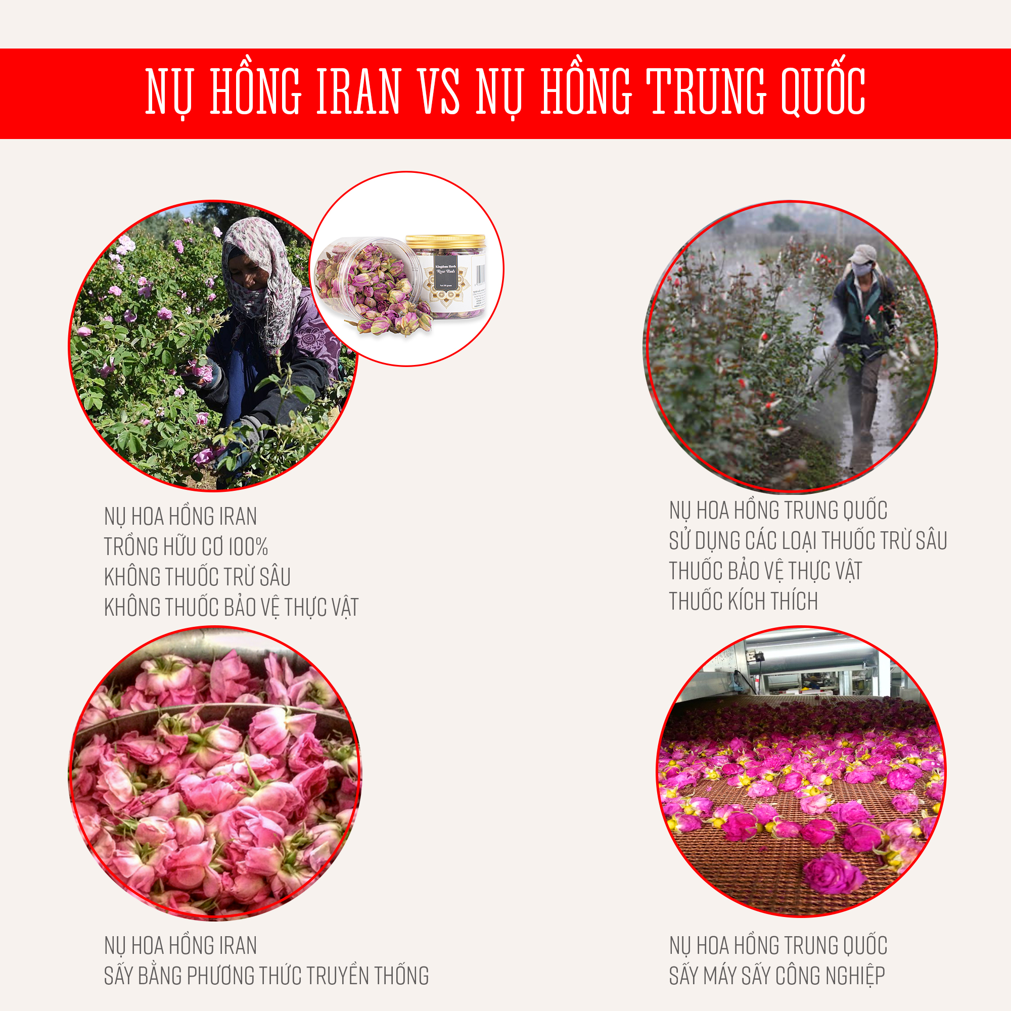 Trà hoa hồng khô Kingdom Herb Iran chính hãng hộp 50 gram, nụ hoa hồng khô thượng hạng (Tặng bình nước thủy tinh)