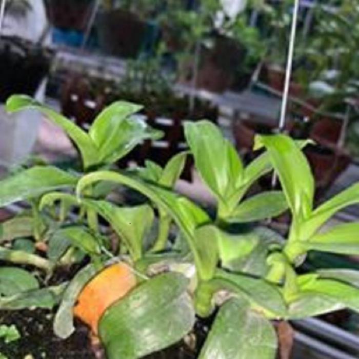 Hoa lan - 5CT mắt mờ hải dương