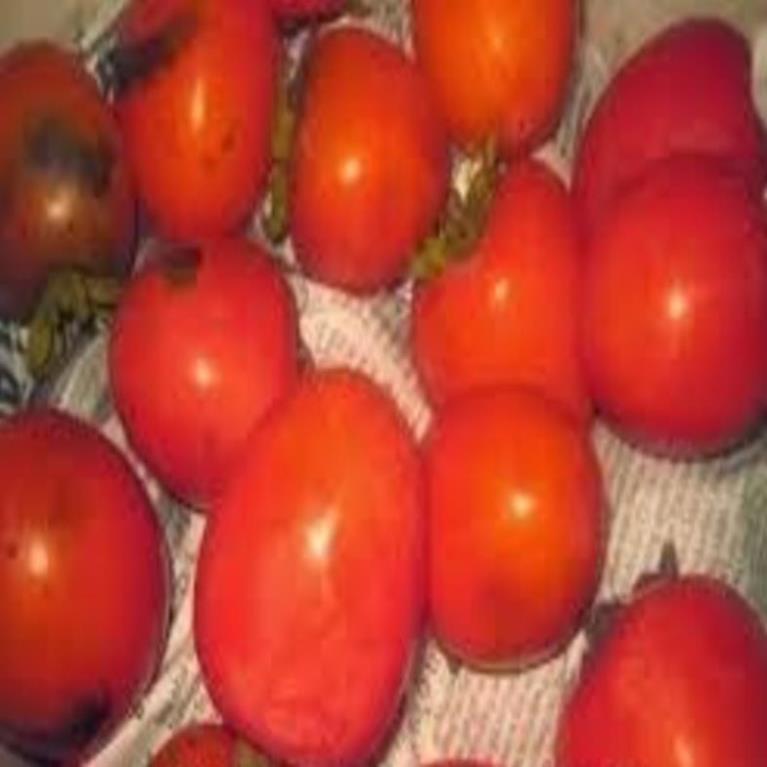 Cây giống hồng đỏ cây giống chuẩn F1 cho năng suất cao