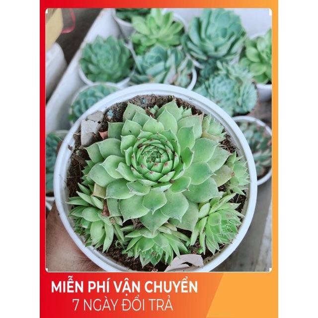 Sen Đá Size Trung Đồng Giá 45k