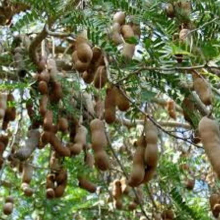 Cây giống me thái ngọt cây giống chuẩn cho năng suất cao dễ chăm sóc