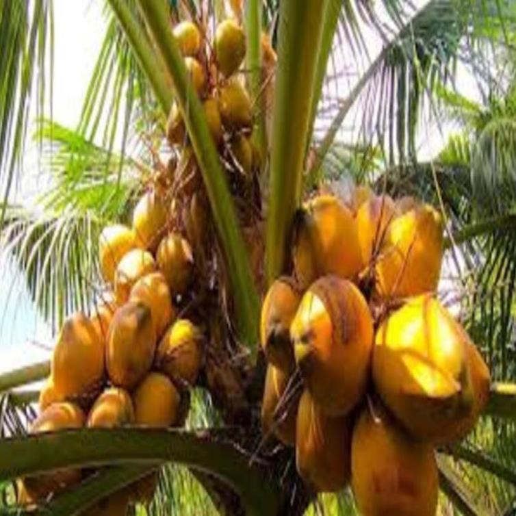 Cây giống dừa xiêm lùn đỏ cây giống chuẩn cho quả sai chất lượng tốt