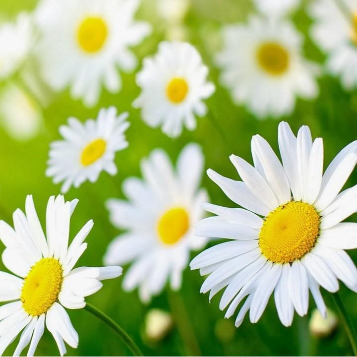 Hạt giống hoa cúc họa mi - Gói 100 hạt