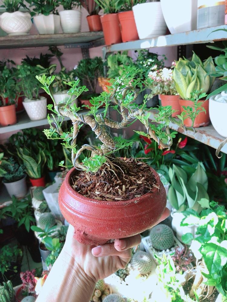 Chậu Cây Cần Thăng