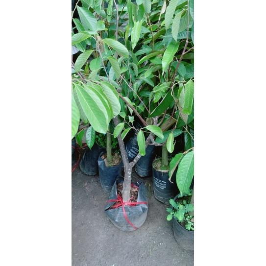 Mãng Cầu Na Dứa