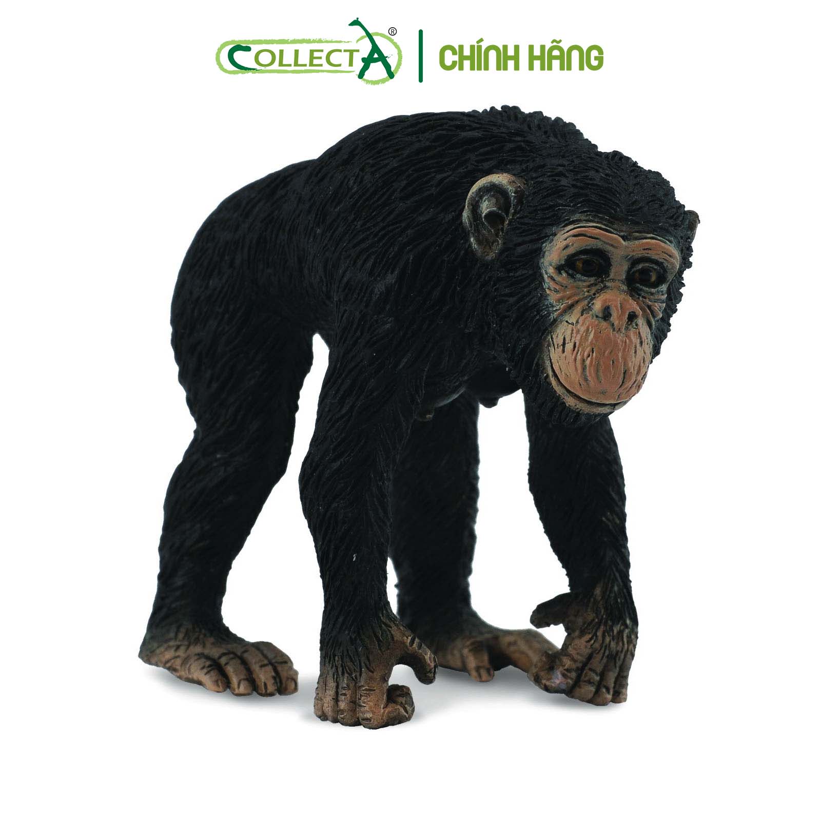 Mô hình thu nhỏ: Tinh Tinh mẹ - Chimpanzee Female, hiệu: CollectA, mã HS 9651030[88493] -  Chất liệu an toàn cho trẻ - Hàng chính hãng