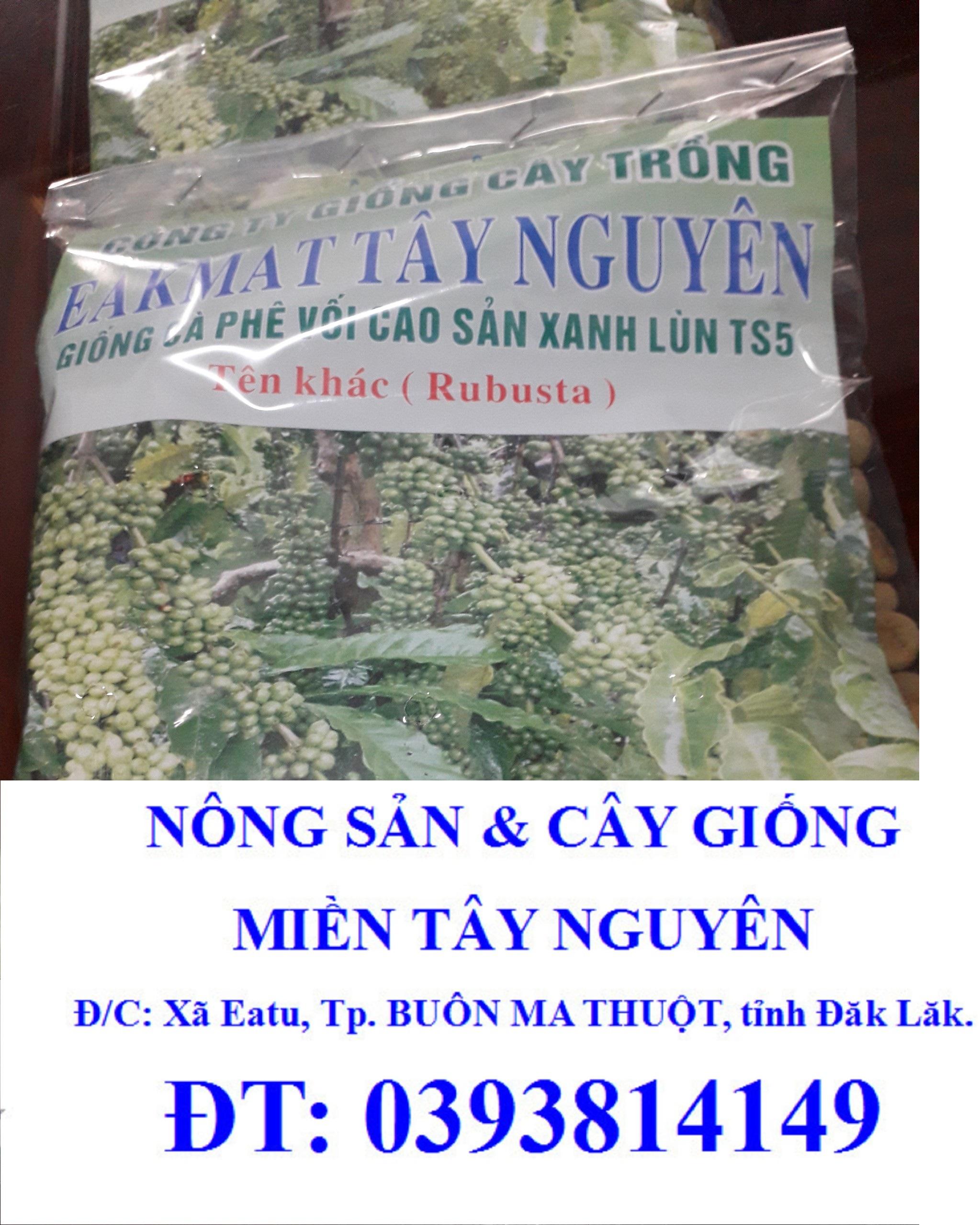1 KG HẠT GIỐNG CÀ PHÊ XANH LÙN
