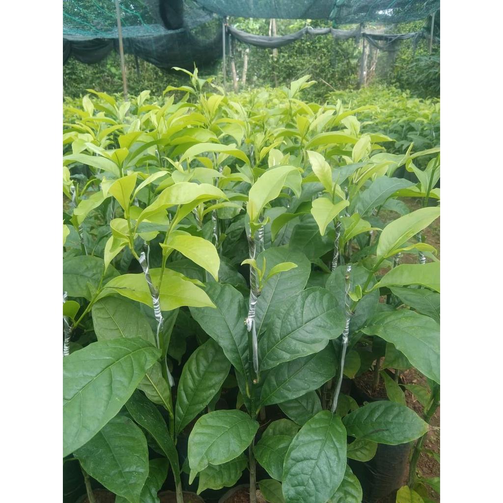 Cây dổi ghép cho trái sau 4 năm