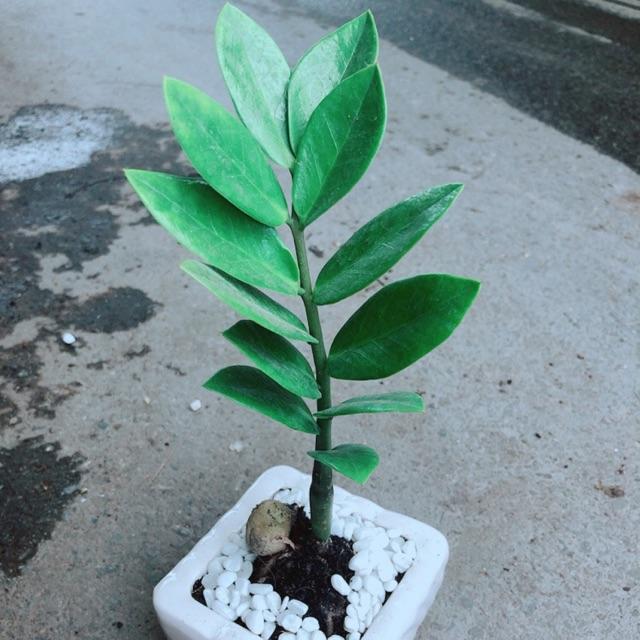 Chậu Kim Tiền Thái