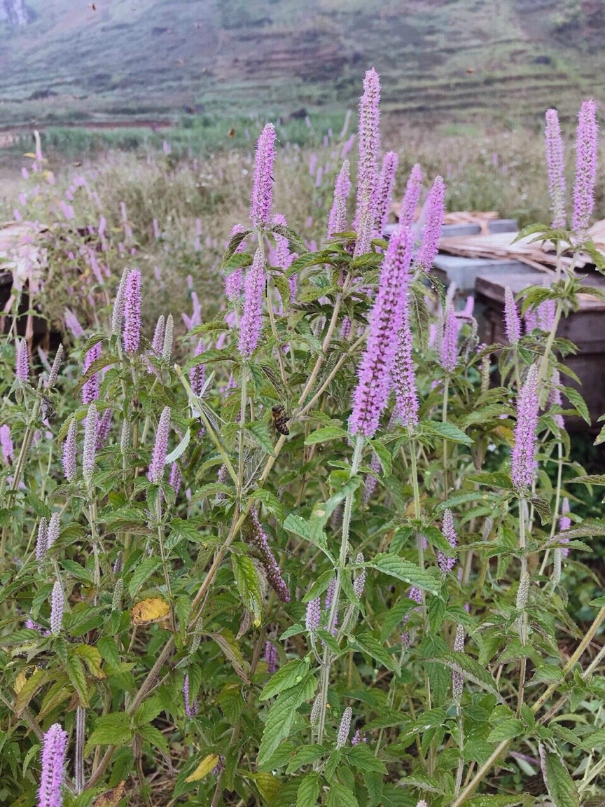 Mật ong Nguyên Chất hoa Bạc Hà Cao Nguyên Đá Đồng Văn, Hà Giang. Giúp giảm đau họng, Cải thiện hệ tiêu hóa, Thanh lọc cơ thể, Da dẻ mịn màng