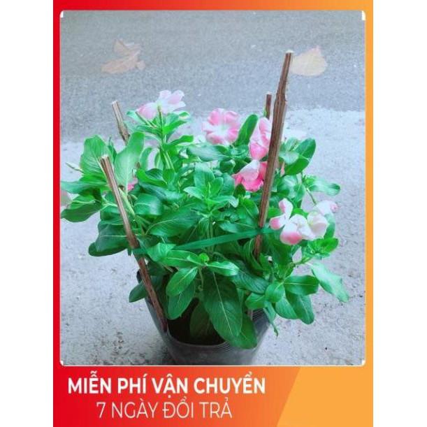 Hoa Dừa Cạn Màu Hồng