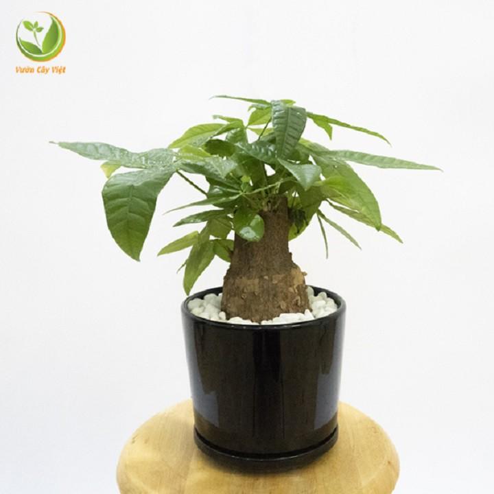 Cây kim ngân cổ tròn